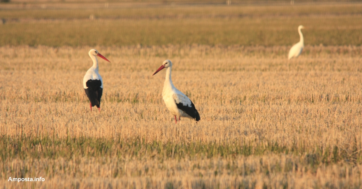 El cens d’aus aqutiques hivernals del Parc Natural del Delta de l’Ebre registra la xifra ms baixa dels ltims anys | Amposta.info