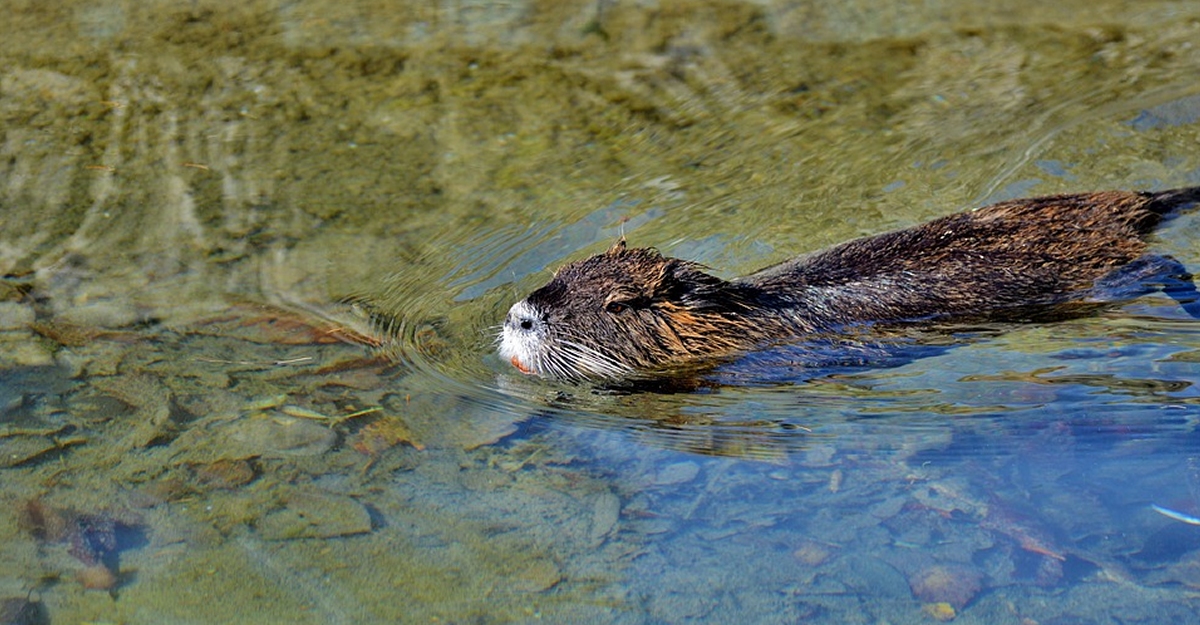 Curs per con�ixer i identificar les diferents esp�cies de mam�fers carn�vors que podem trobar a Catalunya