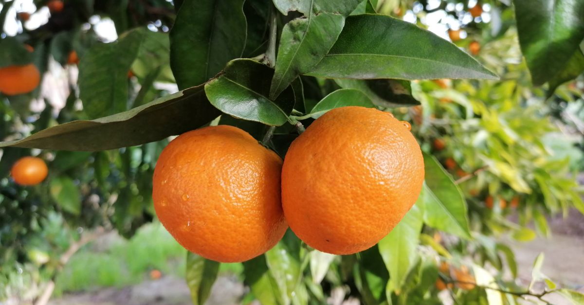 Alcanar promociona el producte de la terra amb les XXIX Jornades Gastron�miques de la Clementina