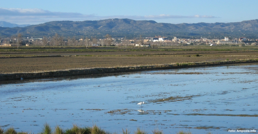El Ple municipal aprova un front com� per fomentar la conservaci� del Delta de l�Ebre