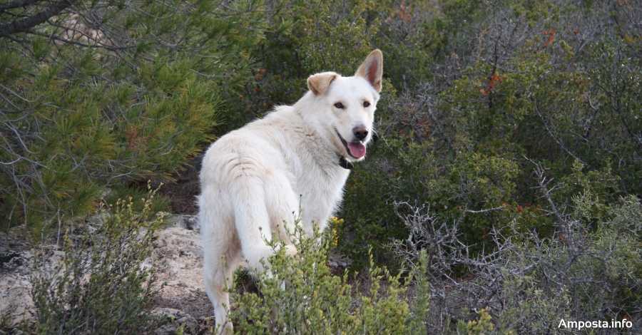 Inscripci� dels animals dom�stics al registre municipal