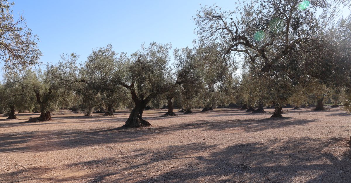 Uni� de Pagesos alerta d�unes p�rdues en el cultiu d�oliva de fins al 90% en finques de sec� i del 60% amb regadiu