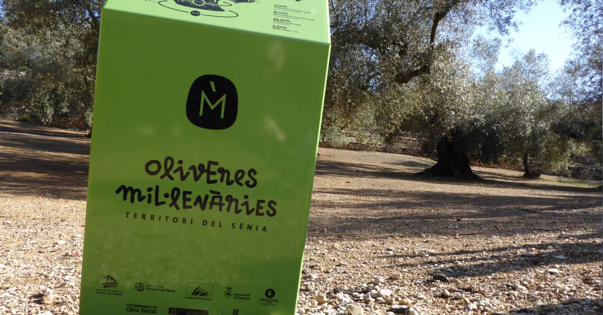 Les Oliveres Mil�len�ries del S�nia impulsen i s&rsquo;adhereixen a l&rsquo;Associaci� Europea de Sistemes de Patrimoni Agr�cola