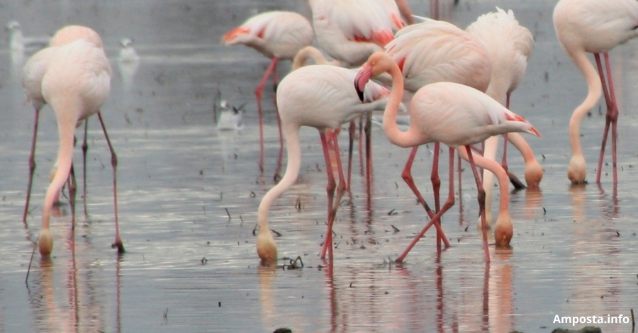 El Parc Natural del Delta de l�Ebre organitza activitats per celebrar el Dia Mundial de les Zones Humides