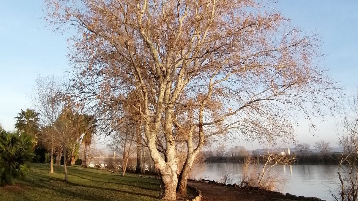 L�Ajuntament d�Amposta comen�a a treballar en un Pla director del verd urb�