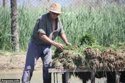 La Festa de la Plantada arriba a la 30a edici