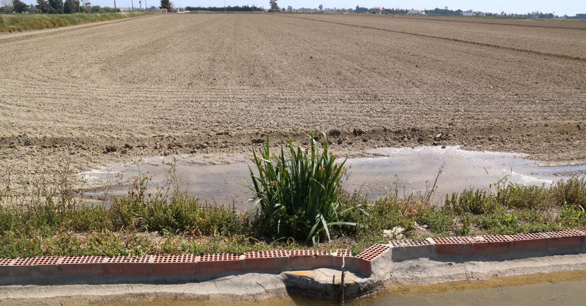 Les pluges de primavera retarden la inundaci� de camps d�arr�s al delta de l�Ebre