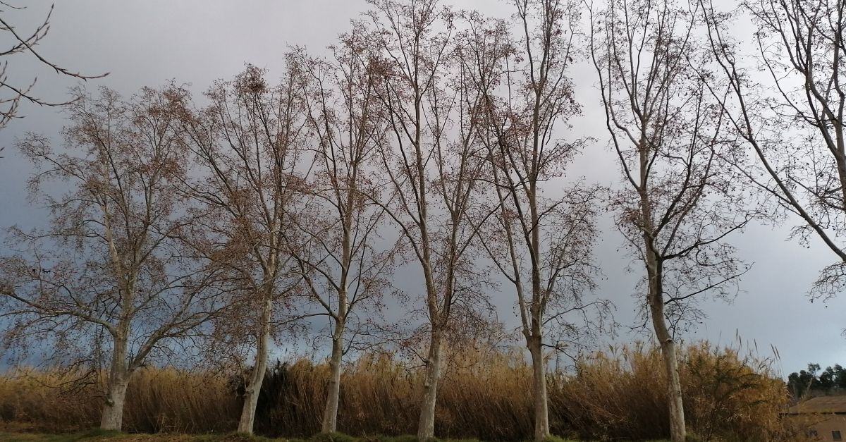 Els aerobi�legs alerten que les pol�initzacions arribaran m�s tard aquesta primavera, per� amb m�s for�a