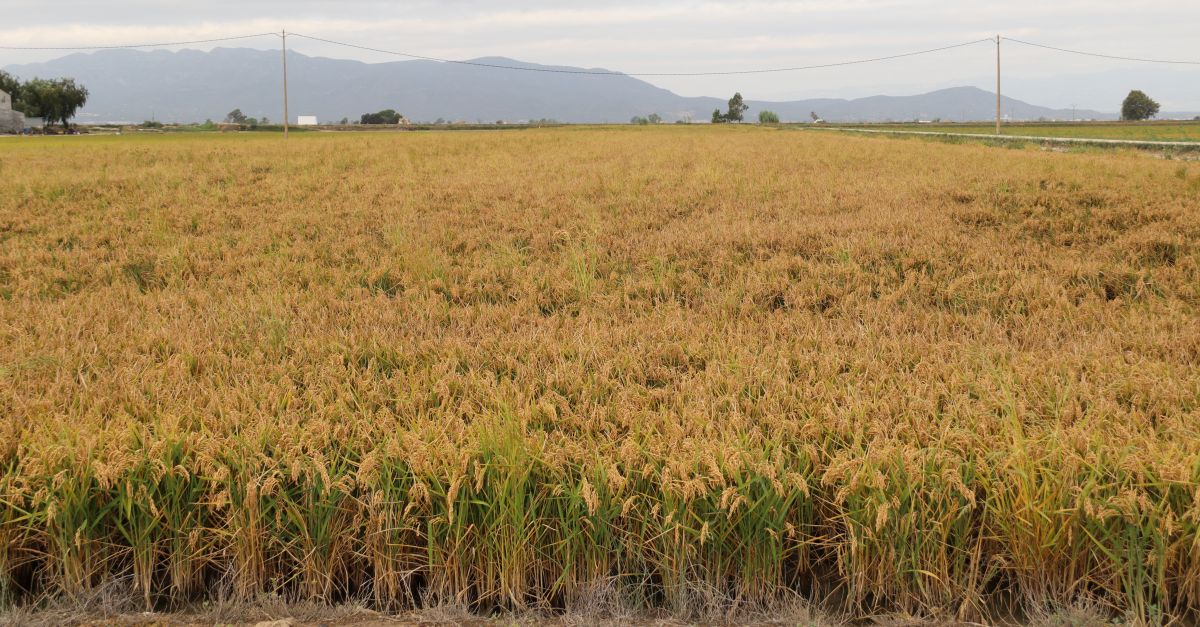 Uni� de Pagesos preveu una collita d�arr�s dins de la normalitat, amb uns 140 milions de quilos a Catalunya