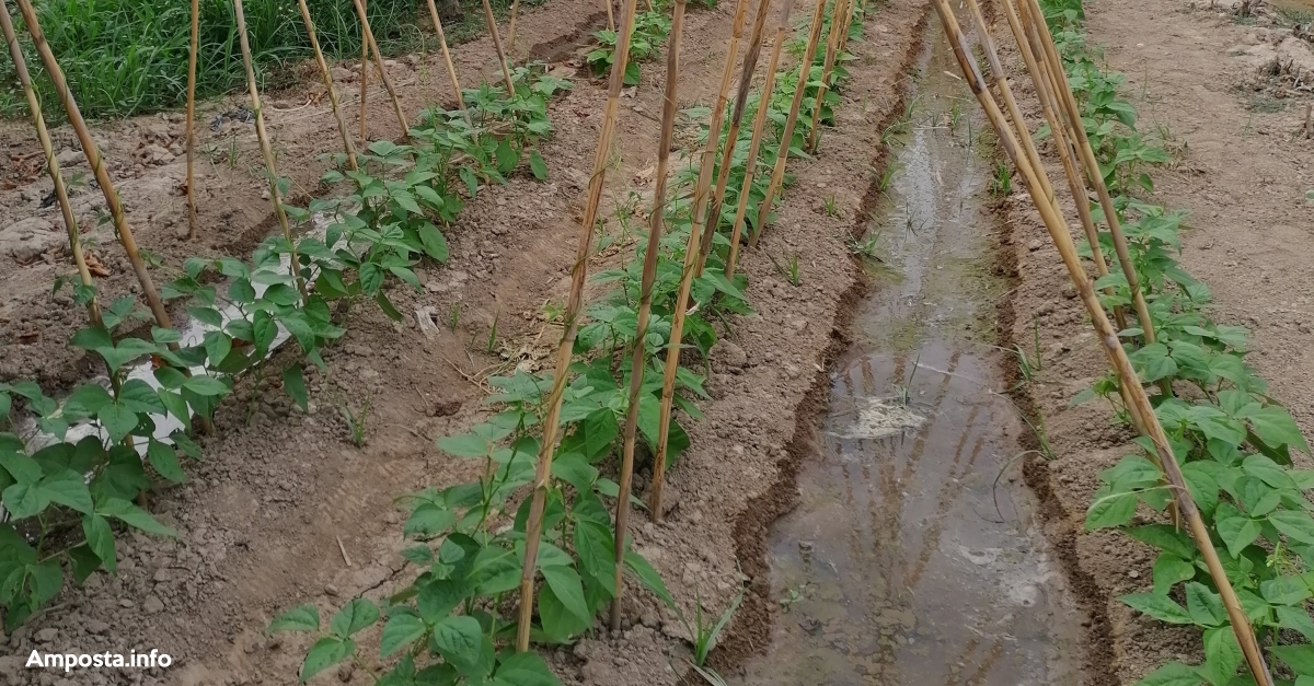 L�alumnat de l�Escola Agr�ria presenta les propostes de projecte per als horts socials de l�Ajuntament