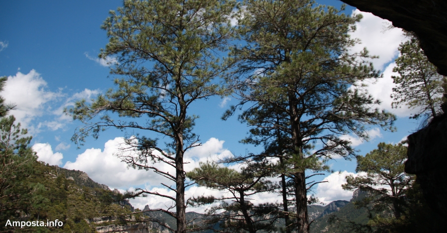 L�empresa ampostina Estell� Parquet llan�a el projecte �Plantem Junts� per reforestar els boscos