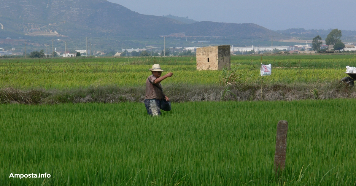 La rotaci� del cultiu d�arr�s amb quinoa permetria frenar les males herbes i diversificar el sector al Delta
