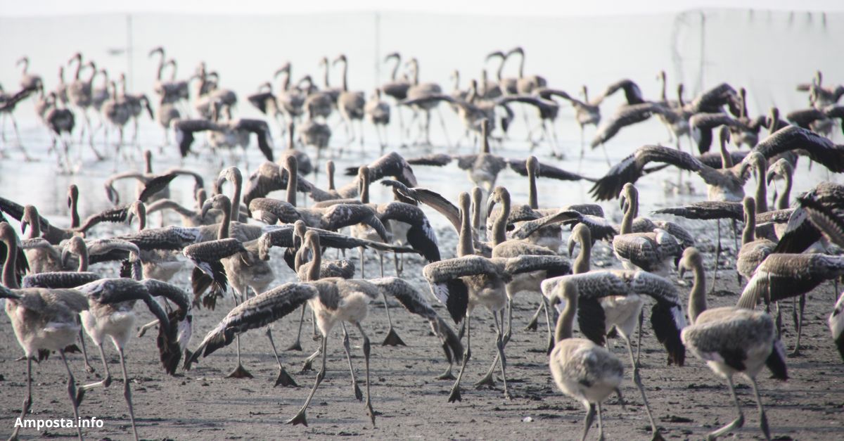 Segon r�cord hist�ric de parelles reproductores de flamenc rosat al delta de l�Ebre