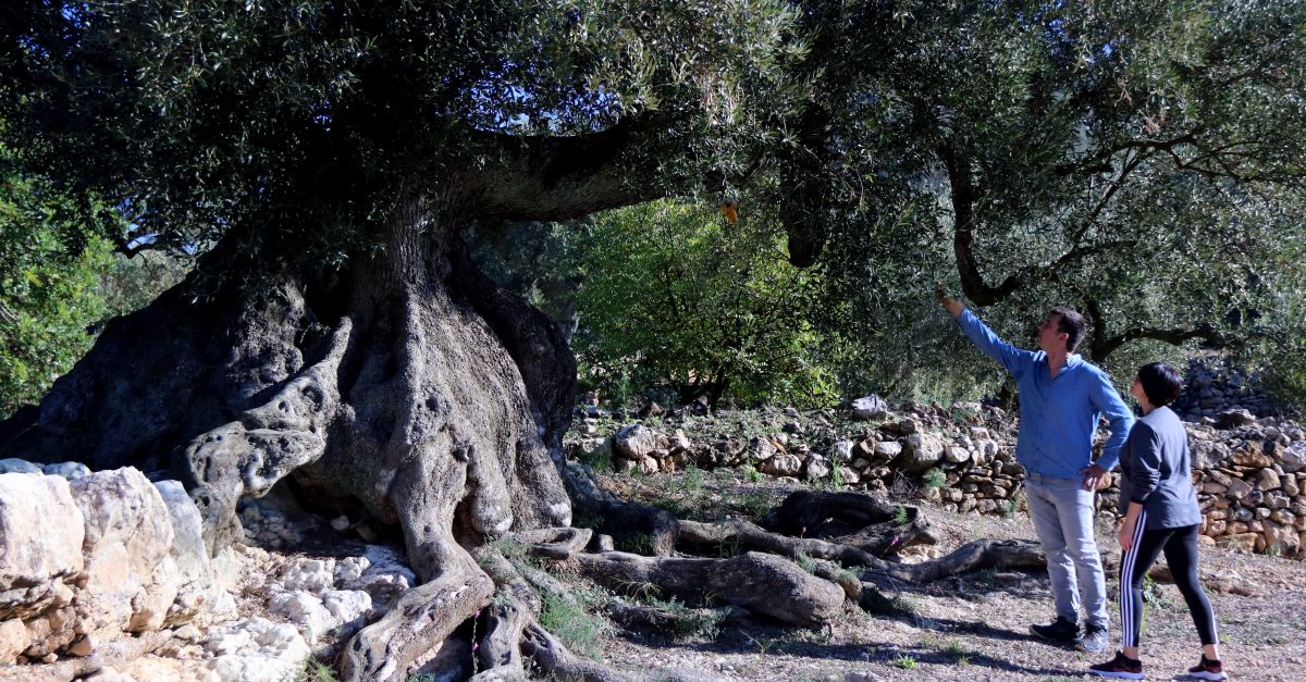 Les 48 oliveres mil�len�ries rescatades de vivers pel Govern catal� es replantaran al seu lloc d&rsquo;origen