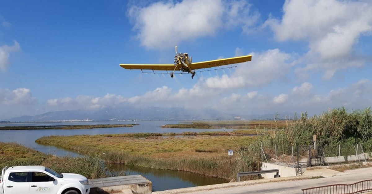 El COPATE far� aquesta setmana el segon tractament per combatre les larves de mosquit en arrossars