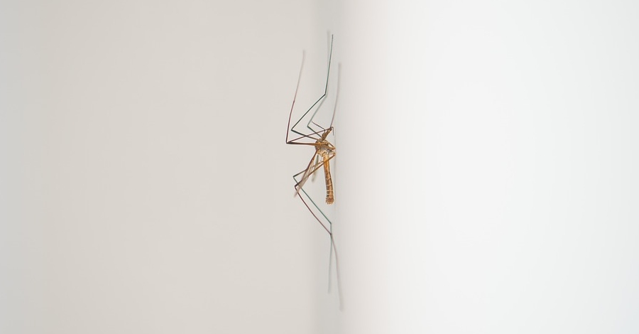 Segon tractament contra els mosquits