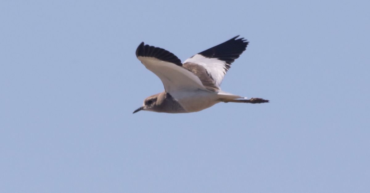 S�observa, per primer cop a la pen�nsula ib�rica, una Fredeluga Cuablanca des del mirador de M�nNatura Delta de l�Ebre