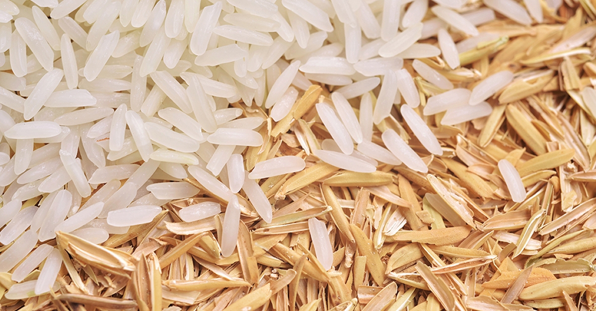 La C�mara Arrossera del Montsi� crea un substitutiu del pl�stic amb clofolles d&rsquo;arr�s