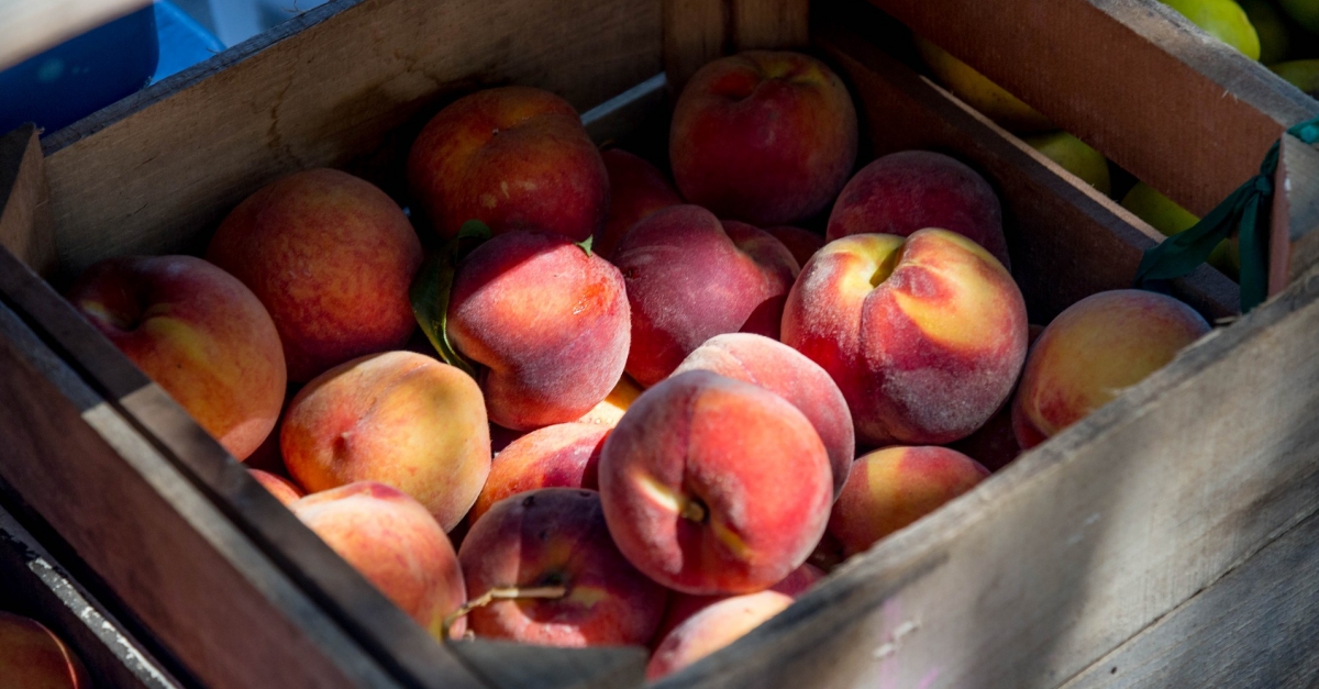 Les Terres de l&rsquo;Ebre es preparen per a una campanya de recollida de fruita segura