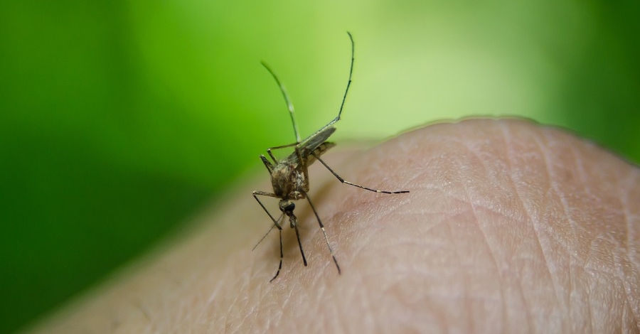 Ebre | Comen�a el tractament contra les larves dels mosquits