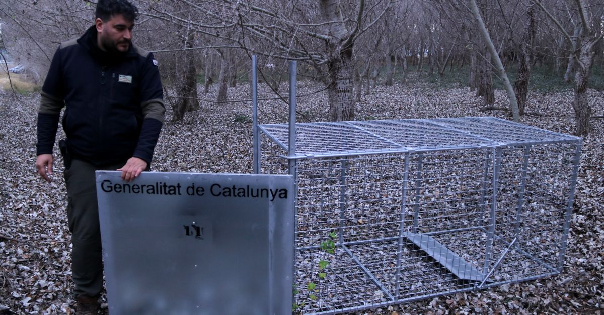 Instal�len trampes per capturar senglars i evitar els danys que provoquen al delta de l�Ebre