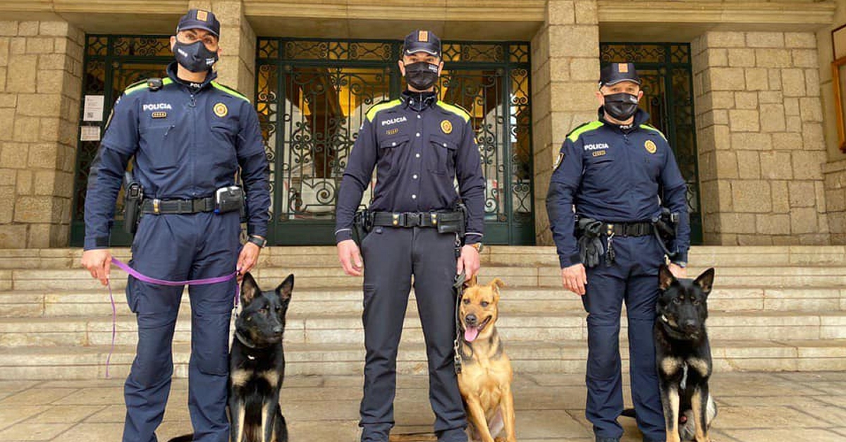 La unitat canina de la Policia Local d�Amposta, operativa de nou