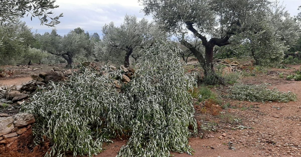Uni� de Pagesos alerta de danys importants de la tempesta d�ahir en olivera i d�afectaci� als camps d�arr�s al Baix Ebre i al Montsi�