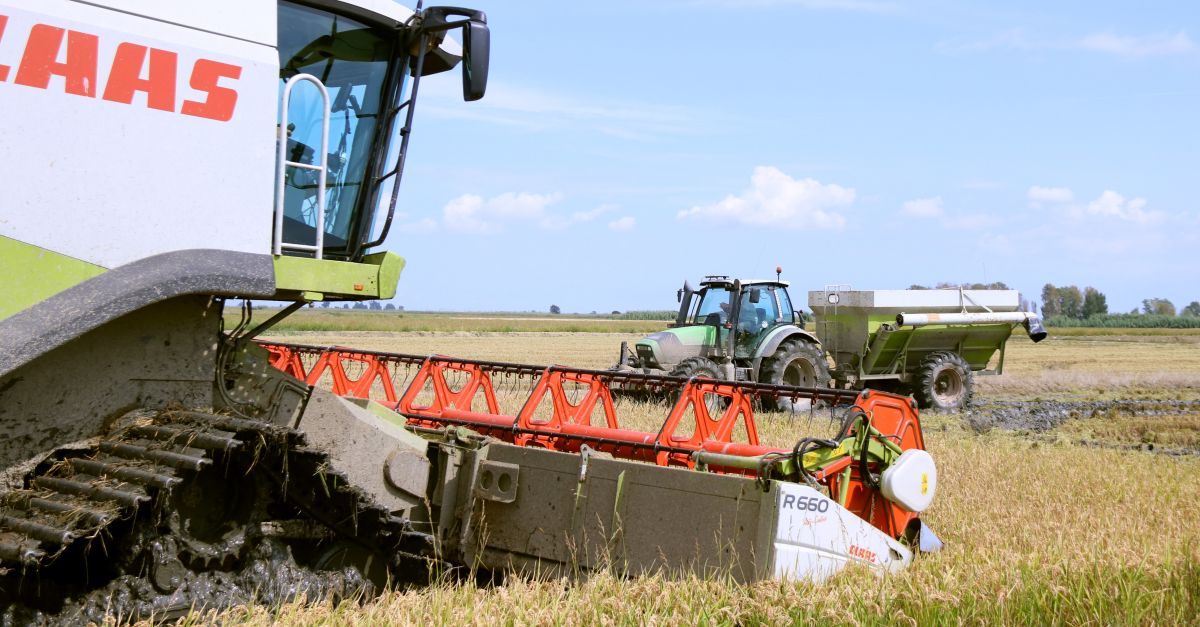 L�exc�s de calor i d�humitat de l�estiu rebaixa el rendiment de l�arr�s i la producci� pot caure un 10%